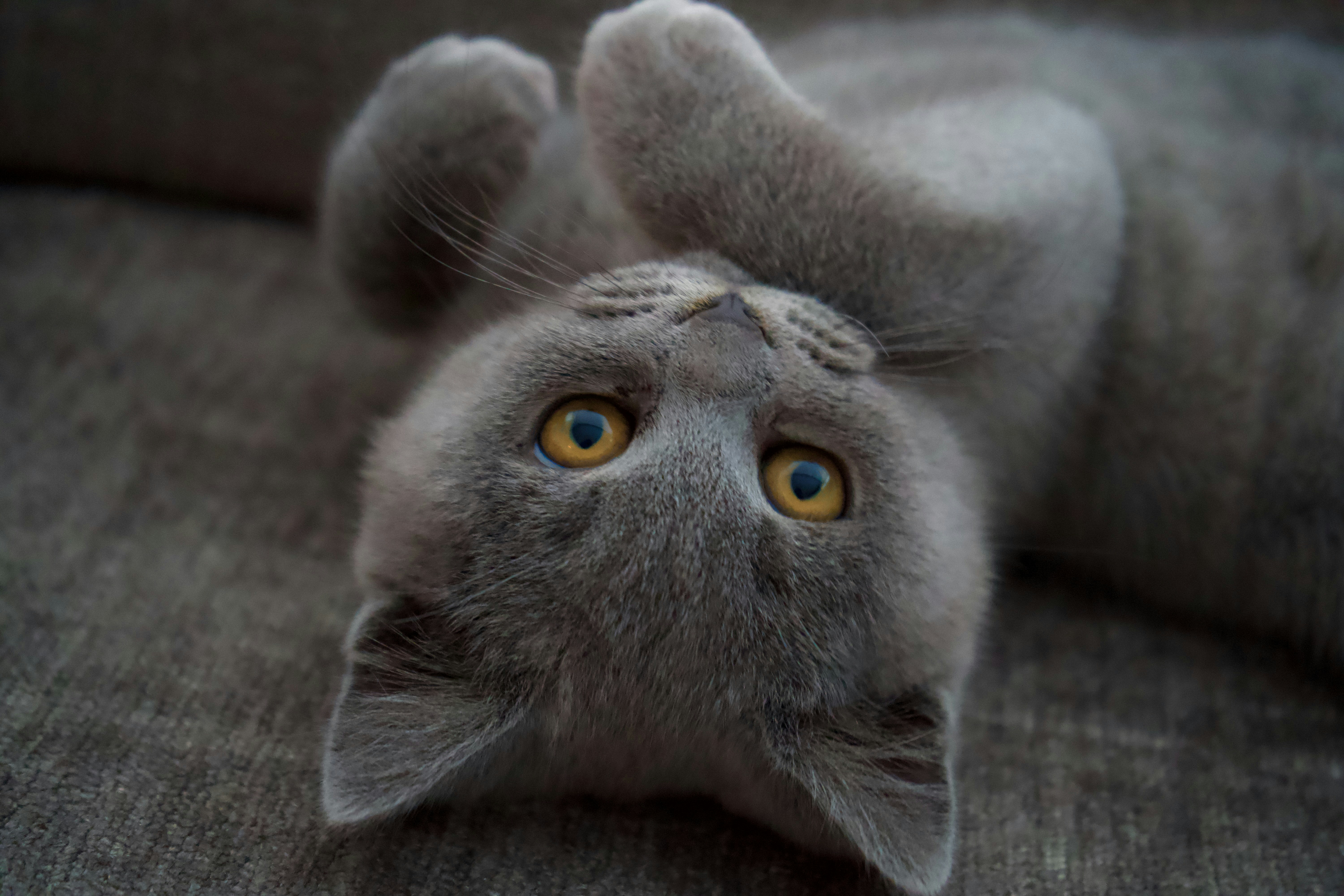 猫スタッフ ミミ